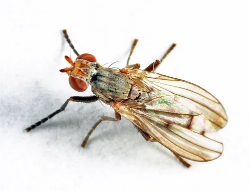 Pherbellia tenuipes