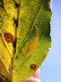 Appleleaf Trumpet Miner thumbnail 2