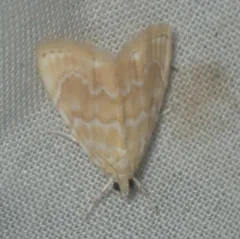 Common Glaphyria Moth thumbnail 4