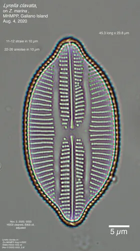 Lyrella clavata