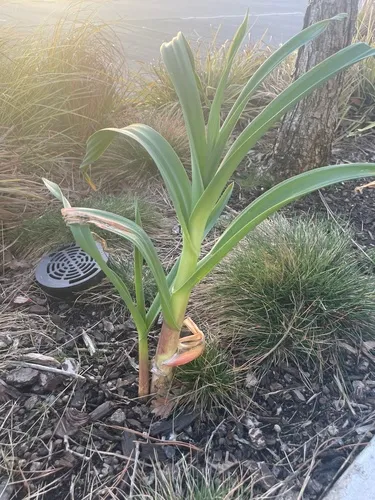 Leek