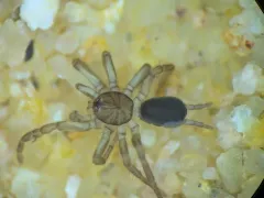 Microhexura idahoana thumbnail 3