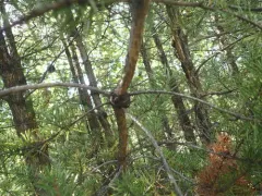 Northern Pitch Twig Moth thumbnail 4