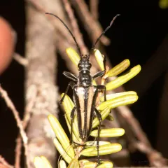 Stenocorus flavolineatus thumbnail 4