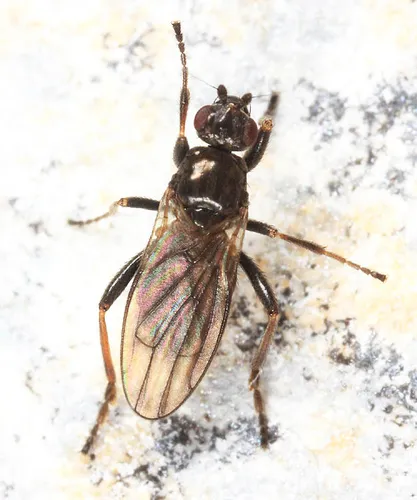 Copromyza neglecta