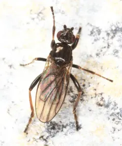Copromyza neglecta thumbnail 1