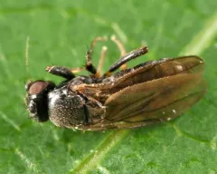 Nearcticorpus canadense thumbnail 1