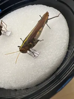 Obscure Bird Grasshopper thumbnail 3