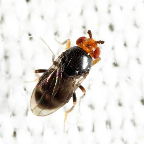 Pterogramma palliceps