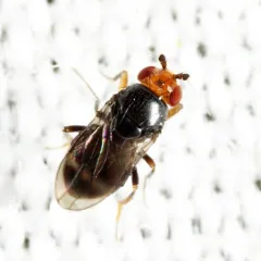 Pterogramma palliceps thumbnail 1