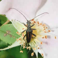 Cortodera longicornis thumbnail 4