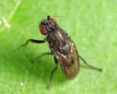 Rachispoda fumipennis thumbnail 4