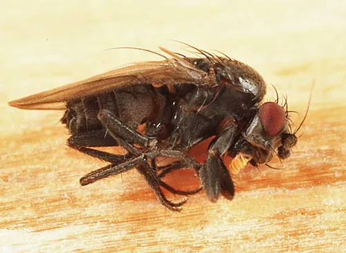 Spelobia maculipennis