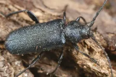 Blackhorned Pine Borer thumbnail 3