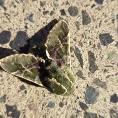Pacific Green Sphinx thumbnail 3