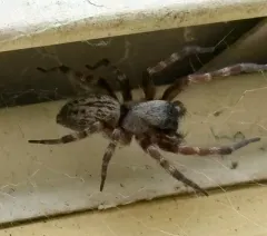 Grey House Spider thumbnail 3