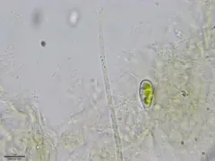 Clavariopsis aquatica thumbnail 2