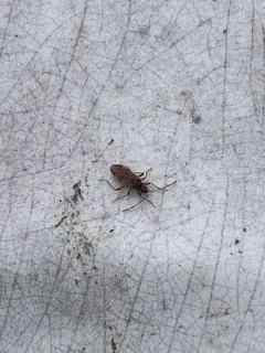 Ozophora occidentalis thumbnail 3