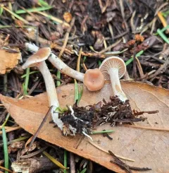 Rhizocybe vermicularis thumbnail 4