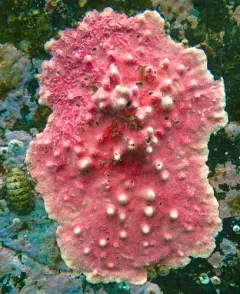 Purple Encrusting Hydrocoral thumbnail 3