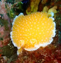 Orange-peel Nudibranch thumbnail 2