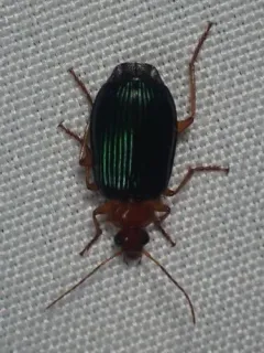Large Foliage Ground Beetle thumbnail 3