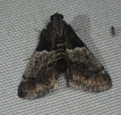Zeller's Macalla Moth thumbnail 3