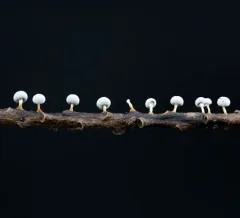 Didymium squamulosum thumbnail 4