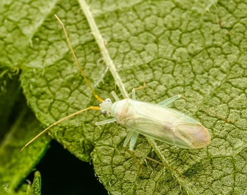 Blepharidopterus provancheri