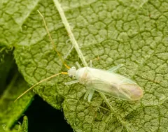 Blepharidopterus provancheri thumbnail 1