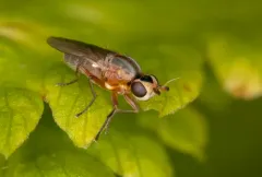 Diplotoxa versicolor thumbnail 2
