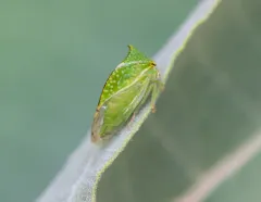 Stictocephala taurina thumbnail 4