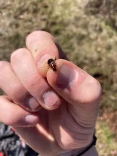 Tule Beetle thumbnail 2
