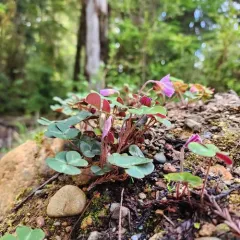 Redwood Sorrel thumbnail 2