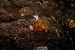 Psolus squamatus thumbnail 4