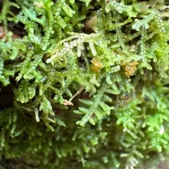 Creeping Fingerwort thumbnail 4