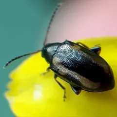 Striped Flea Beetle thumbnail 2