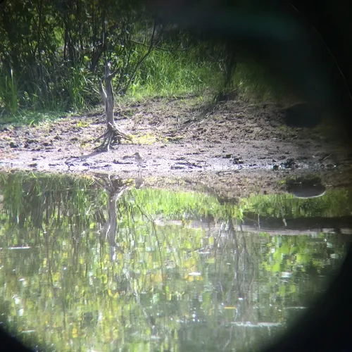 Solitary Sandpiper
