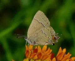 Oak Hairstreak thumbnail 3