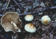 Pholiota mixta thumbnail 3