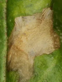 Gnorimoschema shepherdiae thumbnail 2