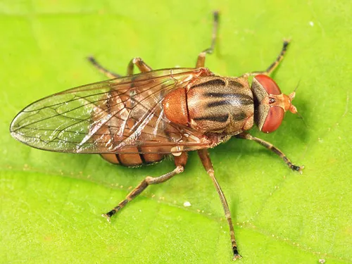 Yellow Sapeater