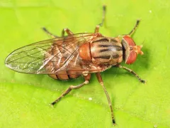 Yellow Sapeater thumbnail 1