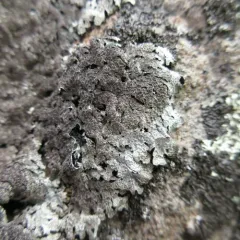 Salted Shield Lichen thumbnail 4