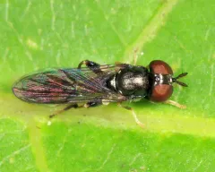 Double-banded Fen Fly thumbnail 1