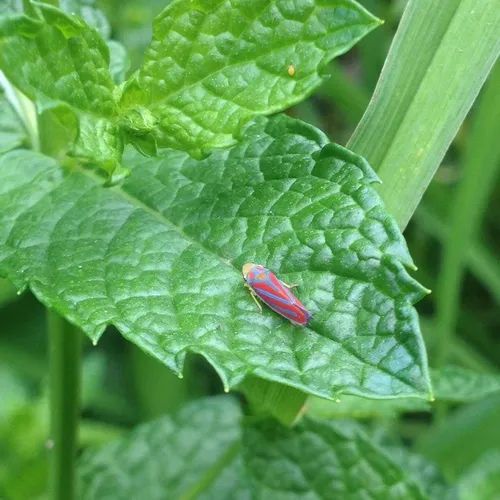 Red-banded Leafhopper