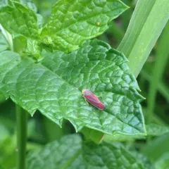 Red-banded Leafhopper thumbnail 1
