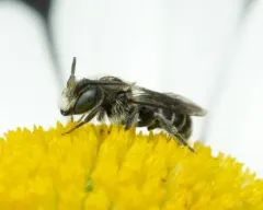 Hairy-fronted Small-Mason thumbnail 2