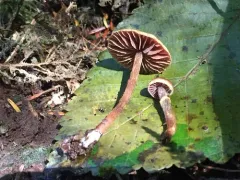 Cortinarius helodes thumbnail 4