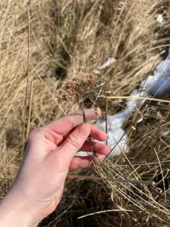 eastern yarrow thumbnail 3
